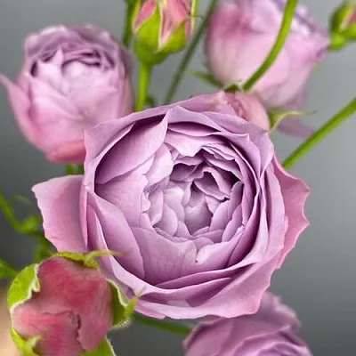 Саженцы роз ЛАВЕНДЕР БАБЛС спрей в Москве