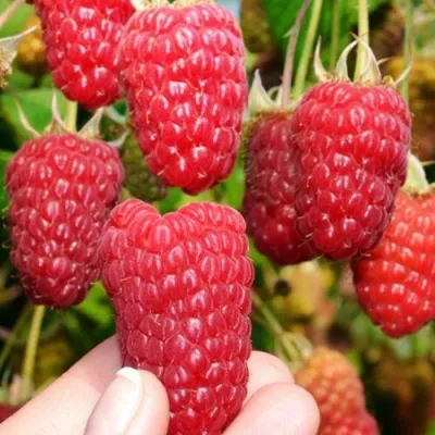 Малина МОСКОВСКИЙ ВЕЛИКАН в Москве