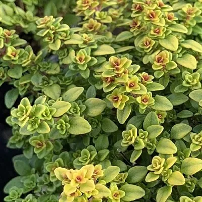 Тимьян АРЧЕРЗ ГОЛД в Москве