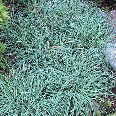 Осока БЛЮ ЗИНГЕР в Москве