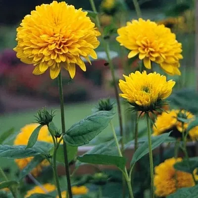 Подсолнечник СОЛЕЙЛ ДЕ ОР в Москве