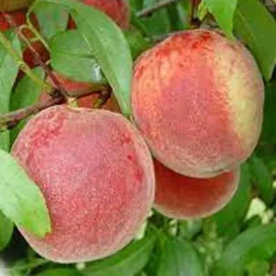 Персик ТУРИСТ — описание сорта Персик ТУРИСТ в Москве