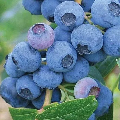 Голубика ЭРЛИБЛЮ  Голубика ЭРЛИБЛЮ в Москве