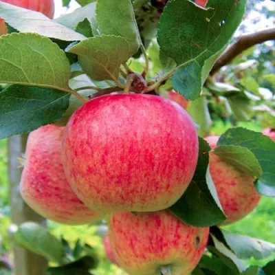 Яблоня ПИРОС — описание сорта Яблоня ПИРОС в Москве