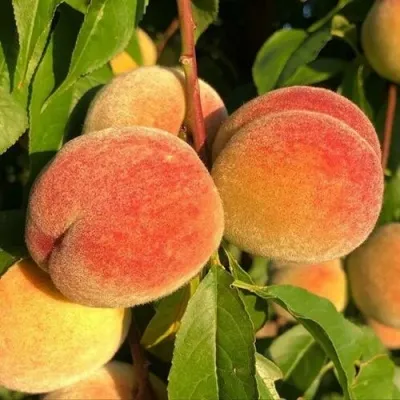 Персик ВУЛКАН в Москве