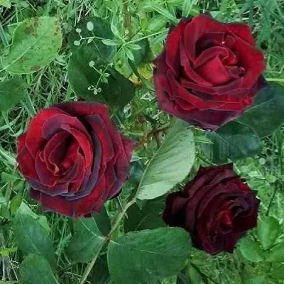 Саженцы роз ПАПА МЕЙЯН чайно-гибридная — описание сорта Саженцы роз ПАПА МЕЙЯН чайно-гибридная в Москве