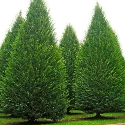 Граб  — описание сорта Граб  в Москве