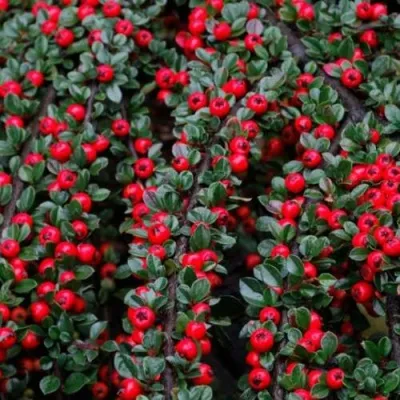 Кизильник УРСИНОВ горизонтальный — описание сорта Кизильник УРСИНОВ горизонтальный в Москве