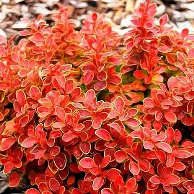 Барбарис КОРАЛ тунберга  Барбарис КОРАЛ тунберга в Москве