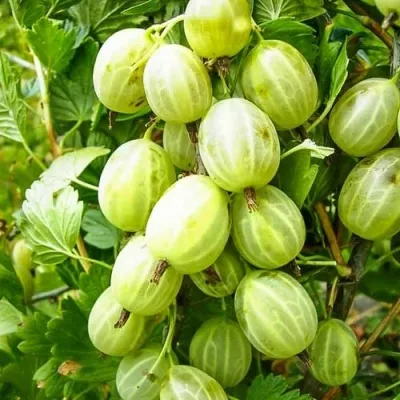 Крыжовник УРАЛЬСКИЙ ИЗУМРУД — описание сорта Крыжовник УРАЛЬСКИЙ ИЗУМРУД в Москве