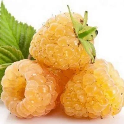 Малина БЕГЛЯНКА в Москве