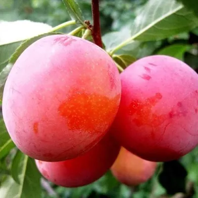 Слива КОМЕТА — описание сорта Слива КОМЕТА в Москве