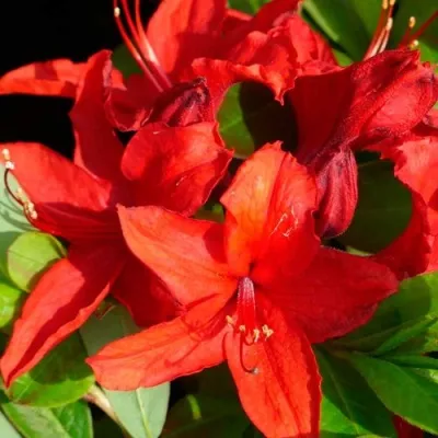 Азалия НАБУКО листопадная — описание сорта Азалия НАБУКО листопадная в Москве