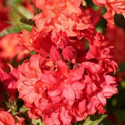 Азалия ФОЙЕРКОПФЕН крупноцветковая  Азалия ФОЙЕРКОПФЕН крупноцветковая в Москве