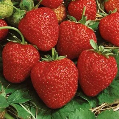 Клубника КОРОНА в Москве