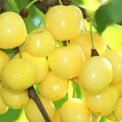 Черешня РОССОШАНСКАЯ ЗОЛОТАЯ в Москве