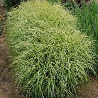 Осока ВАРИЕГАТА пальмолистная — описание сорта Осока ВАРИЕГАТА пальмолистная в Москве