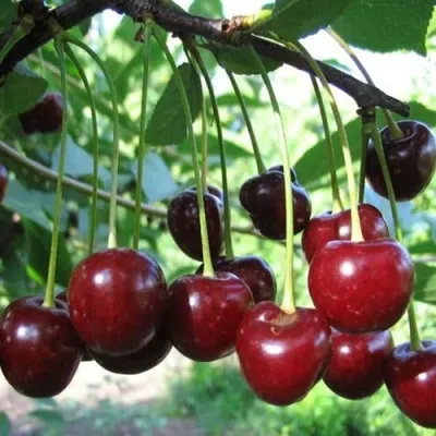 Вишня БЫСТРИНКА — описание сорта Вишня БЫСТРИНКА в Москве