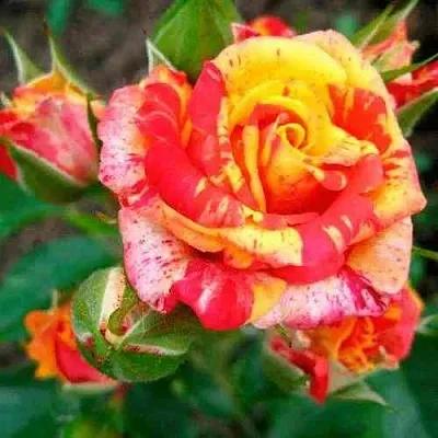 Саженцы роз ФАЙЕР ФЛЕШ спрей  Саженцы роз ФАЙЕР ФЛЕШ спрей в Москве