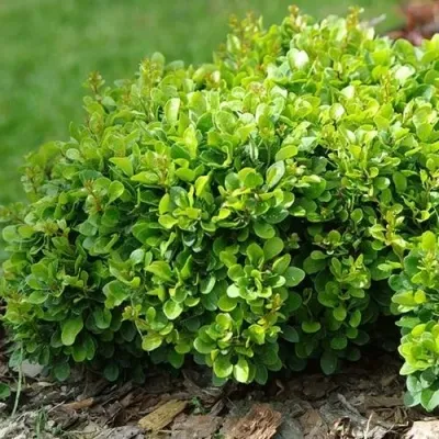 Барбарис КОБОЛЬД тунберга — описание сорта Барбарис КОБОЛЬД тунберга в Москве