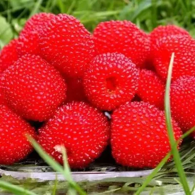 Малина ТИБЕТСКАЯ (РОЗОЛИСТНАЯ) в Москве