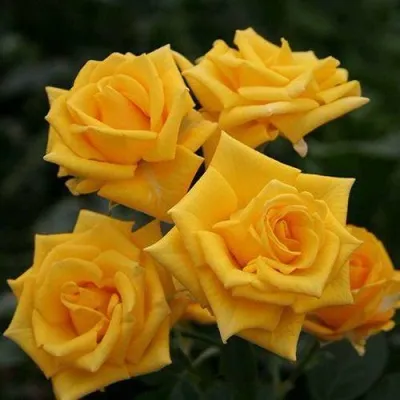 Саженцы роз ШАНИ спрей в Москве