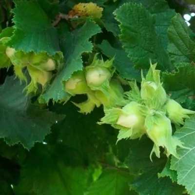 Фундук БАРСЕЛОНСКИЙ — описание сорта Фундук БАРСЕЛОНСКИЙ в Москве