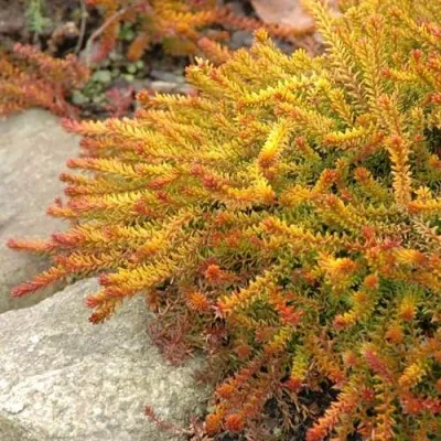 Водяника БЕРНШТЕЙН черная — описание сорта Водяника БЕРНШТЕЙН черная в Москве