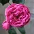 Саженцы роз ПИНК ПИАНО чайно-гибридная в Москве