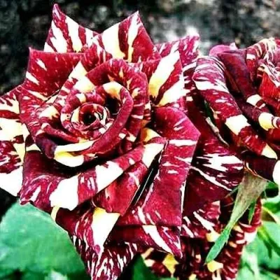 Саженцы роз ФОКУС ПОКУС флорибунда в Москве