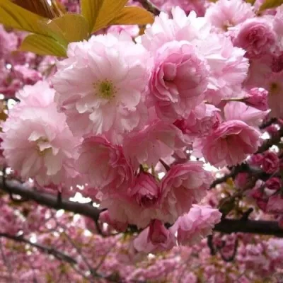 САКУРА  — описание сорта САКУРА  в Москве