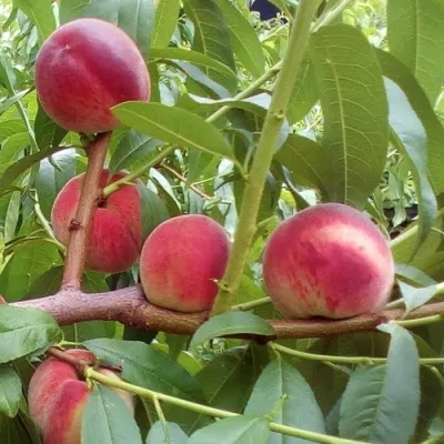 Персик КИЕВСКИЙ РАННИЙ — описание сорта Персик КИЕВСКИЙ РАННИЙ в Москве