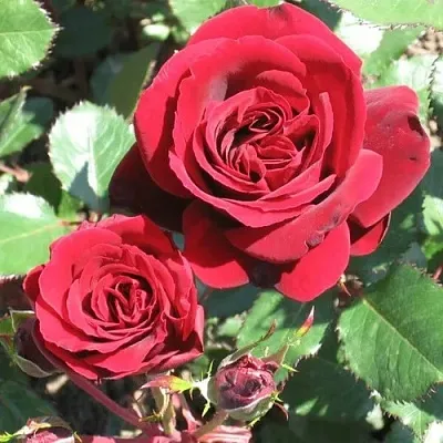 Саженцы роз ИЗАБЕЛЬ РЕНЕССАНС шраб в Москве