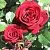 Саженцы роз ИЗАБЕЛЬ РЕНЕССАНС шраб в Москве