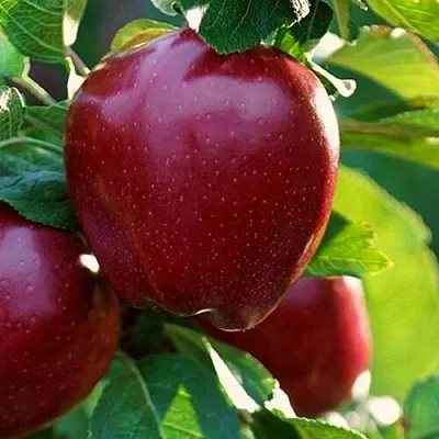 ЯБЛОНЯ РЕД ЧИФ ЯБЛОНЯ РЕД ЧИФ