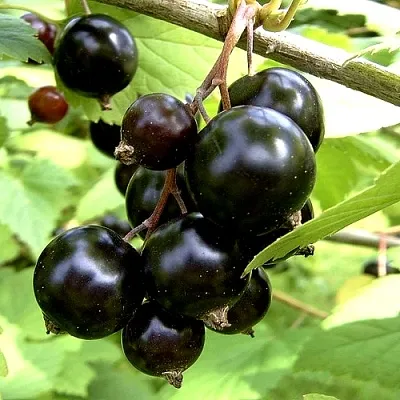 Смородина чёрная ШАРОВИДНАЯ  Смородина чёрная ШАРОВИДНАЯ в Москве