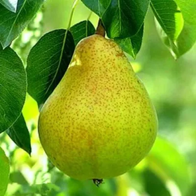 Груша ОСЕННЯЯ МЕЧТА колонновидная — описание сорта Груша ОСЕННЯЯ МЕЧТА колонновидная в Москве