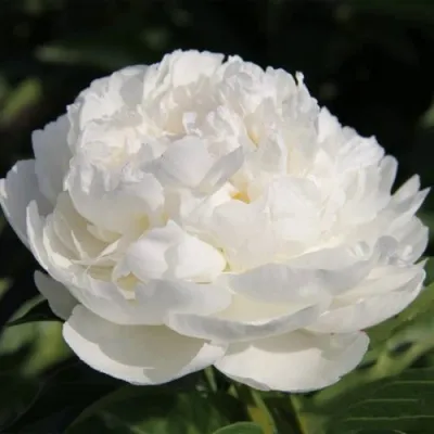 Пион СНЕЖНАЯ КРЕПОСТЬ древовидный — описание сорта Пион СНЕЖНАЯ КРЕПОСТЬ древовидный в Москве