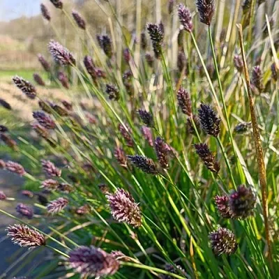 Сейслерия ХЕФЛЕРА в Москве