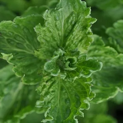 Мята КРИСПА в Москве