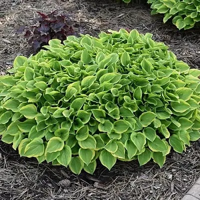 Хоста ГОЛДЕН ТИАРА в Москве