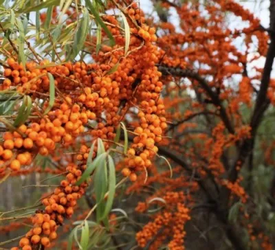 Облепиха СЕРАФИМА — описание сорта Облепиха СЕРАФИМА в Москве