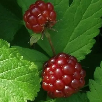 Княженика КЛОН — описание сорта Княженика КЛОН в Москве