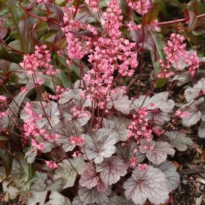 Гейхера МИЛАН — описание сорта Гейхера МИЛАН в Москве