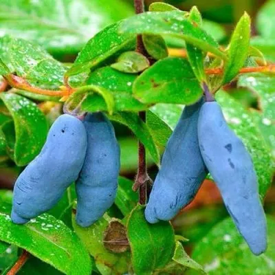 Жимолость съедобная МОРЕНА в Москве