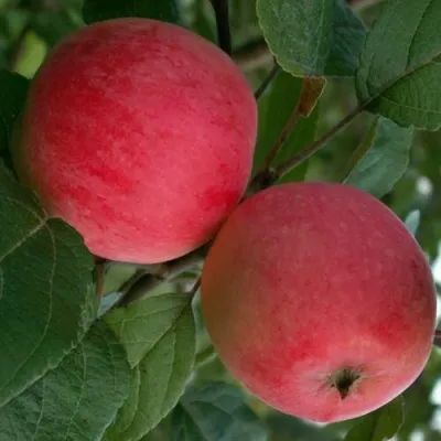 Яблоня СУЙСЛЕПСКОЕ (МАЛИНОВКА) в Москве