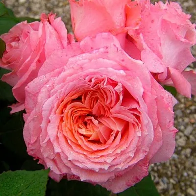 Саженцы роз ИНСТИТУТ ЛЮМЬЕР шраб в Москве