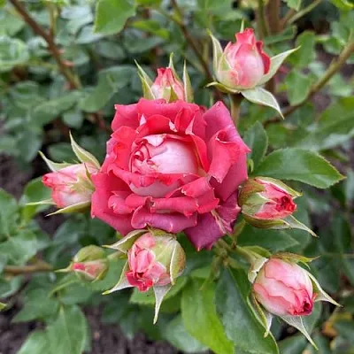 Саженцы роз ТИРАМИСУ спрей в Москве