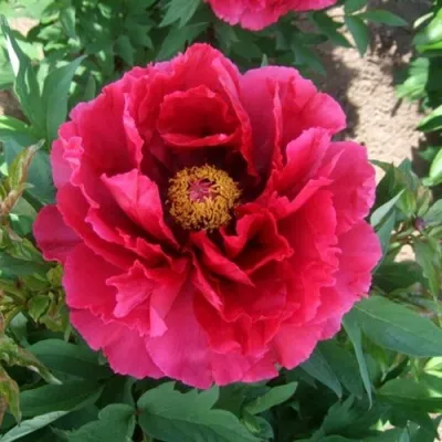 Пион КРАСНЫЙ ГИГАНТ древовидный — описание сорта Пион КРАСНЫЙ ГИГАНТ древовидный в Москве