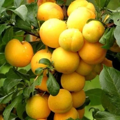 Слива МИРАБЕЛЛА колонновидная  в Москве